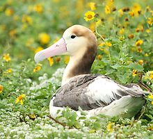 Back From The Brink? by Gina Ruttle (Whalegeek)