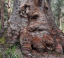 Grandma Tingle - Ancient Empire WA by Bev Woodman