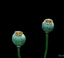 Natures pottery..... by DaveHrusecky