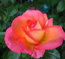 Eloquent Rose sings her aria by MarianBendeth