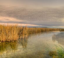 Wind in the reeds by donnnnnny