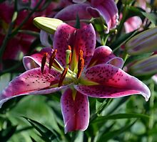 Star Gazer by Eileen Brymer