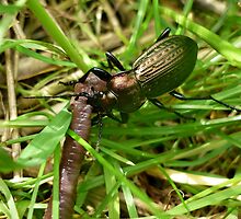 Carabus Ullrichi (copper ground beetle ) taking an earthworm as a prey by Istvan froghunter