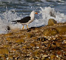 Pacific Gull (Larus pacificus) by Ricky Pfeiffer