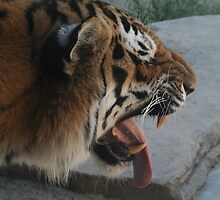 congrats tiger by Hope A. Burger