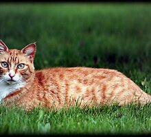 Neighbor Kitty by AngieBanta