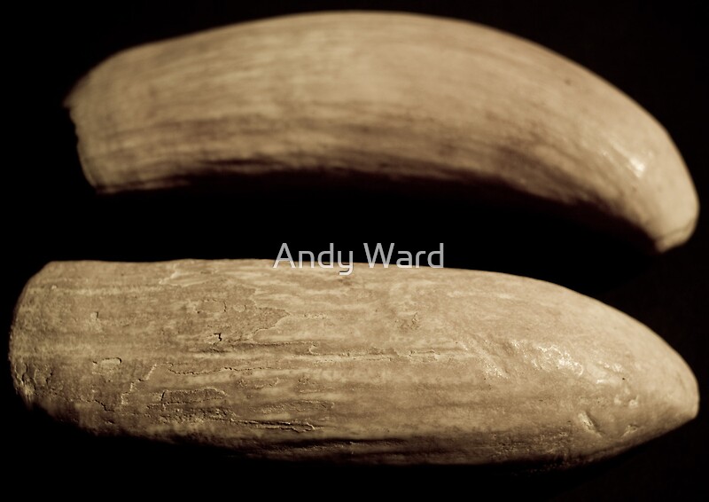 adult pic torrent sperm whale ivory