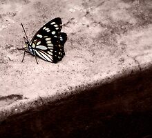 Chasm by kibishipaul