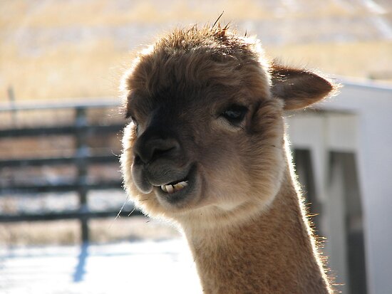 Smiling Alpaca