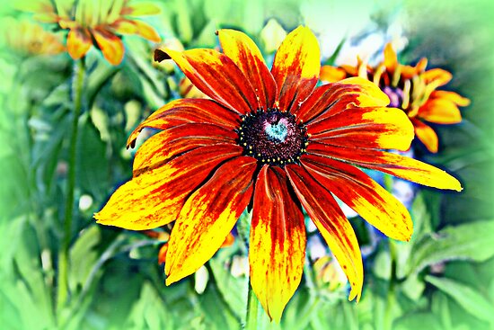 Gloriosa Daisy