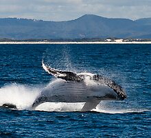 Humpback by D Byrne