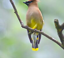 dont you just hate what the humidity does to your feathers?! by Tamara Kaylor