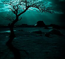 Midnight Sun by Andrew Paranavitana