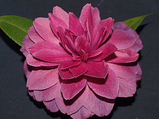 Camellia Royal Velvet
