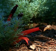 Stinkhorn in a Pretty Setting by Eileen McVey