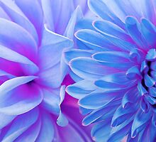 Dreamland by DavidROMAN