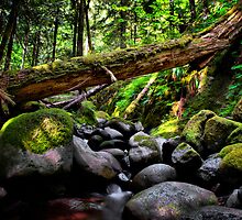 In The Shadows ~ Oregon Cascades ~ by Charles & Patricia Harkins ~ Picture Oregon