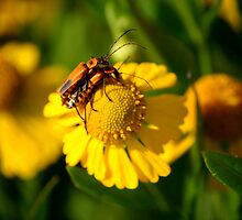 I guess spring is not the only mating season by Brent McMurry