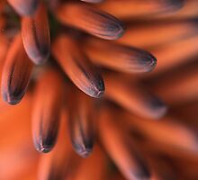 Orange Fingers by Joy Watson