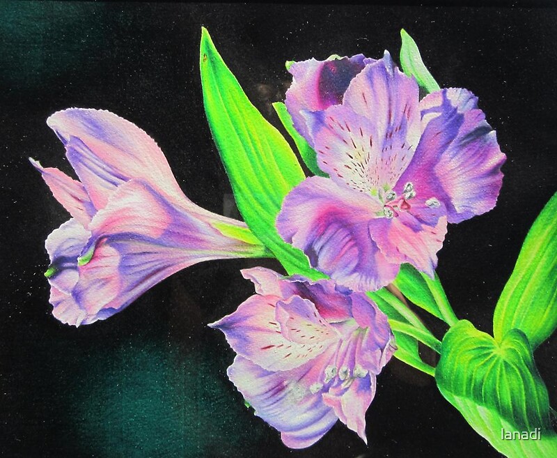 Peruvian Lily Drawing Gifts & Merchandise Redbubble