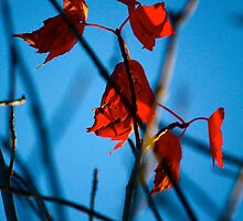 Summer Tryst by siana muser