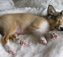 Holly Asleep by Ashan