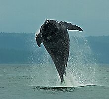 Humpback Whale Calf Breaching, Juneau Alaska by JMChown