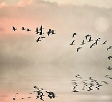 Echoes across the water by Tarrby
