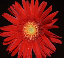 ALL ABOUT FLOWERS by Marie Brown ©