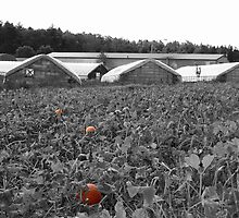 The Pumpkin Patch by Rebecca Brann