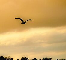 Seagull in Flight - for George by kenspics