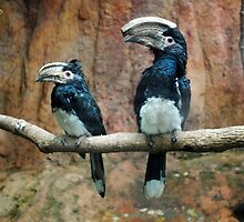 Horn-bills by lroof