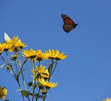 Moving On by NatureGreeting Cards ©ccwri