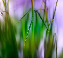Blades of Grass by hampshirelady