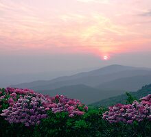 Rhododendron Sunrise by Annlynn Ward