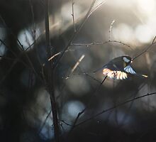 Humming Bird Taking Off into the Sun by Petr Salaba