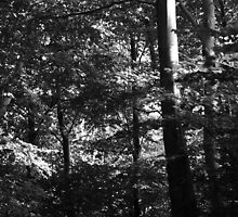 Running through the trees ... by Ell-on-Wheels