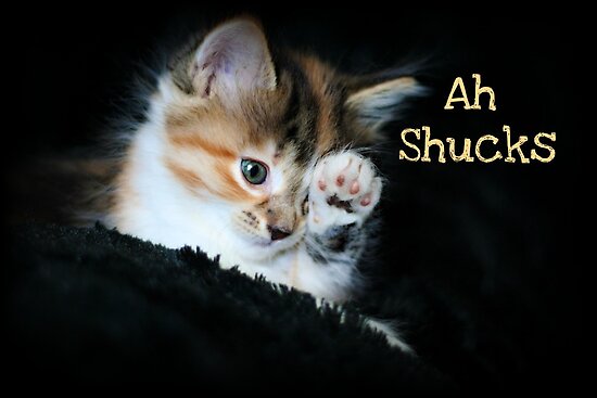  Ah Shucks By AngieBanta Redbubble