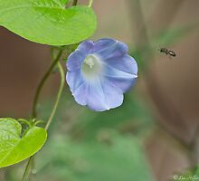 Irresistible by Lee Hiller