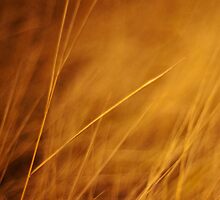 aurum by Priska Wettstein