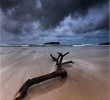 Fingal Heads Driftwood - Fingal Heads - Northern NSW - Australia by Soren Martensen