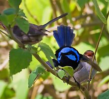 Intruder Alert! by Bill Robinson