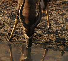 Who is the fairest of them all? by Tara Pirie