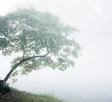 The Dreaming Tree by Greg Booher