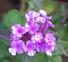 love of all things purple by sweetdesign