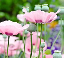 Rose Poppies blooming by yurix