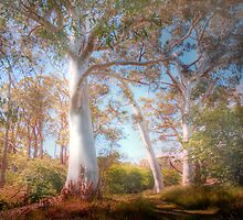 Mighty Ghost Gums - The Cedars, Hahndorf, The Adelaide Hills, SA by Mark Richards