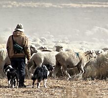 Annual Migration by Arla M. Ruggles