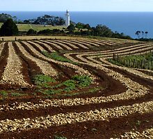 Onion Harvest by medley