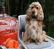 Let's Go Get Some Crabs! by aussiebushstick